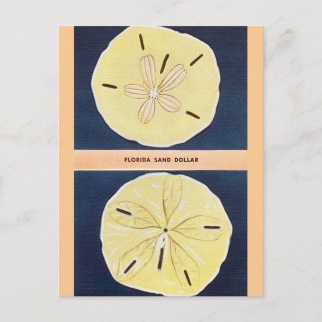 Vintage Florida Sand Dollar Travel Postcard (Front)