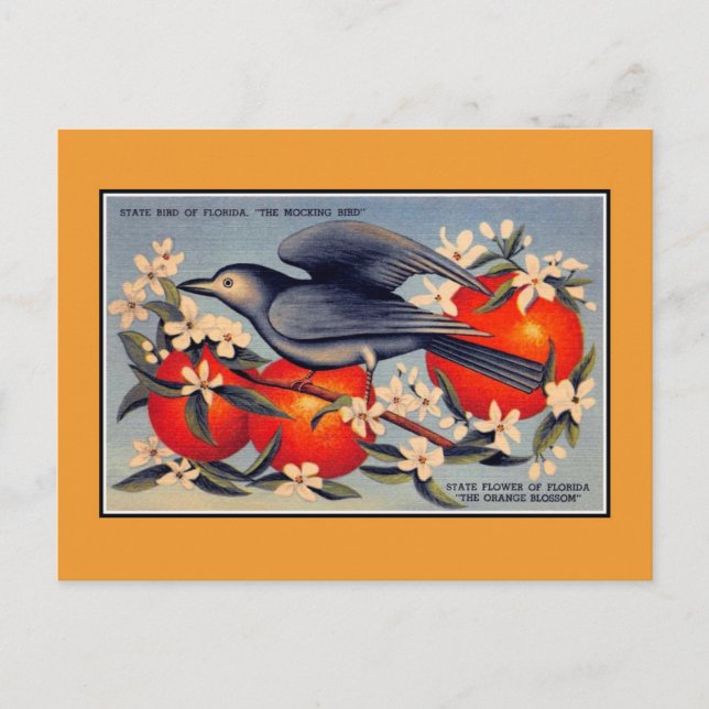 Vintage Florida State flower, state bird Postcard (Front)