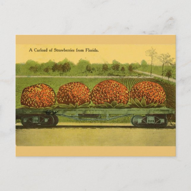 Vintage Florida Strawberries Travel Post Card (Front)