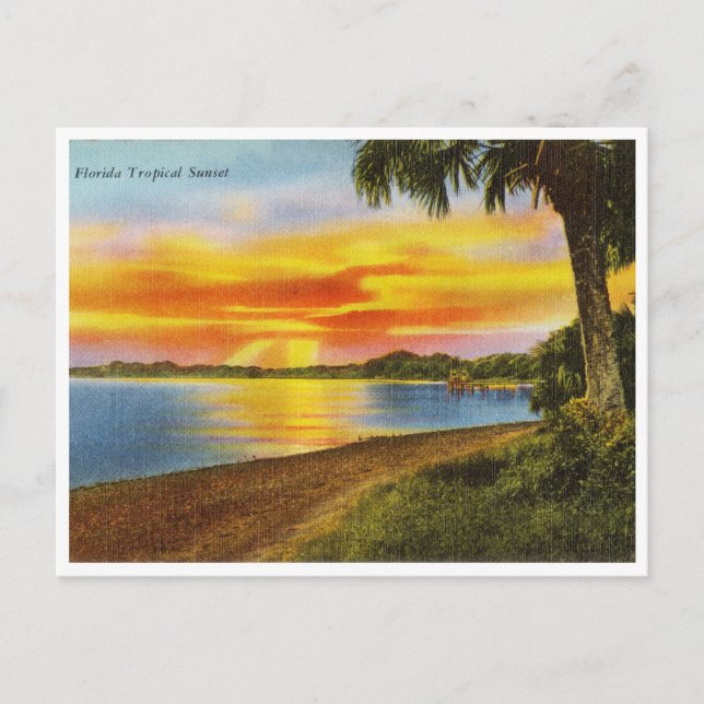 Vintage Florida Tropical Sunset Travel Postcard (Front)