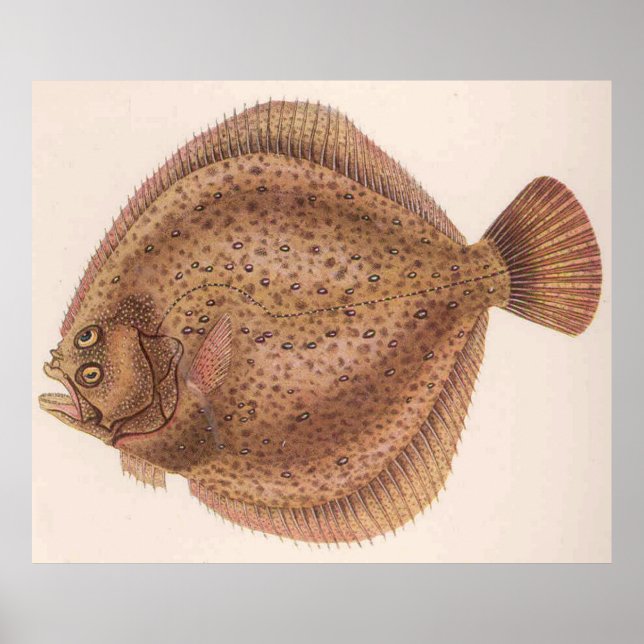 Vintage Flounder Fish Illustration (1919) Poster (Front)