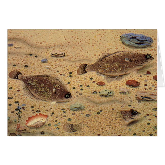 Vintage Flounders, Marine Ocean Life Flat Fish (Front Horizontal)