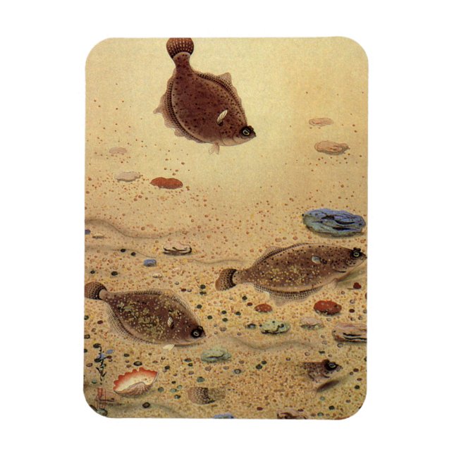 Vintage Flounders, Marine Ocean Life Flat Fish Magnet (Vertical)