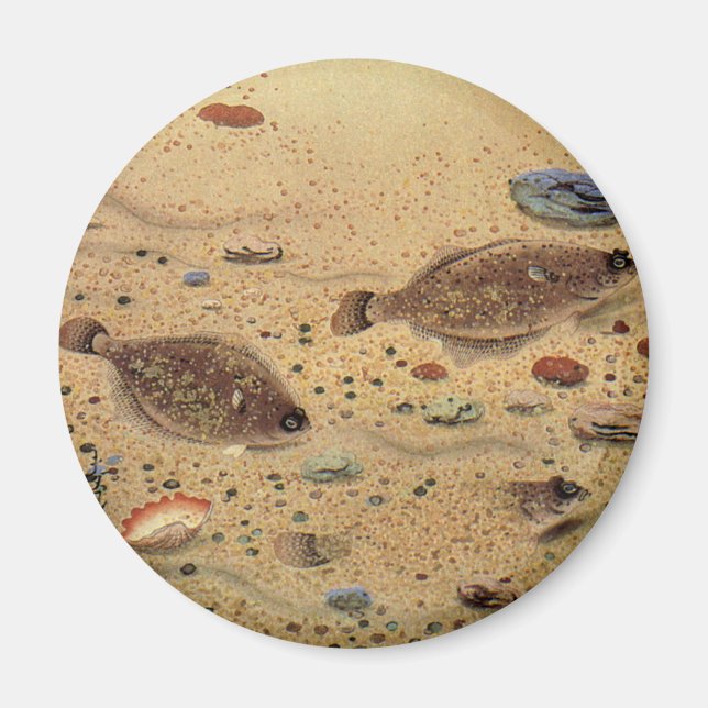 Vintage Flounders, Marine Ocean Life Flat Fish Magnet (Front)