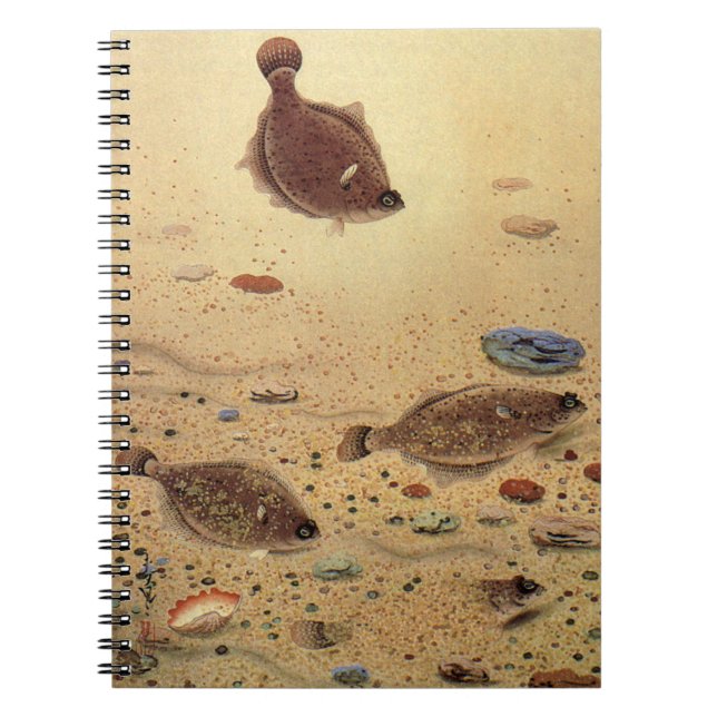 Vintage Flounders, Marine Ocean Life Flat Fish Notebook (Front)