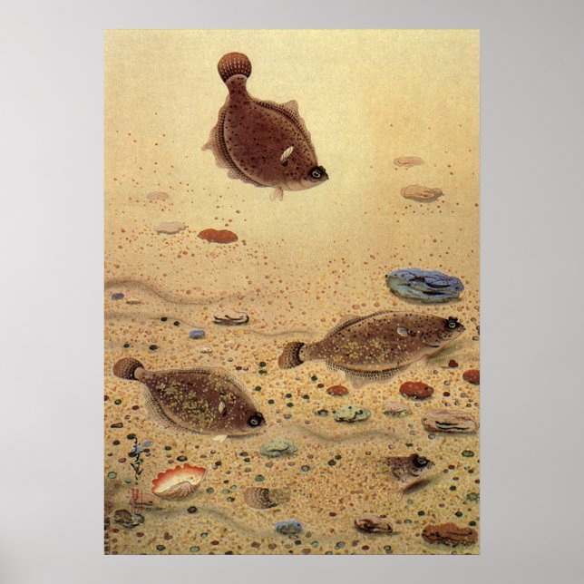 Vintage Flounders, Marine Ocean Life Flat Fish Poster (Front)