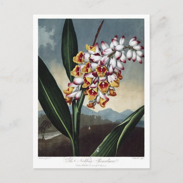 Vintage Flower Illustration Postcard (Front)