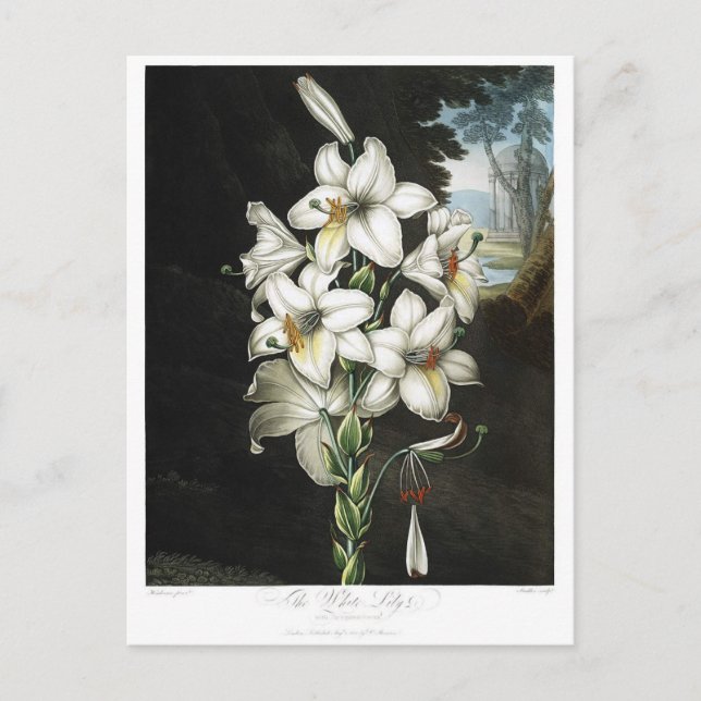 Vintage Flower Illustration Postcard (Front)