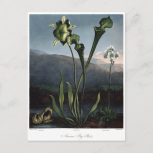 Vintage Flower Illustration Postcard