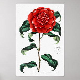 Vintage Flower Illustration Poster