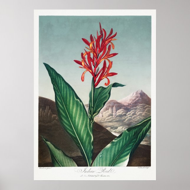 Vintage Flower Illustration Poster (Front)