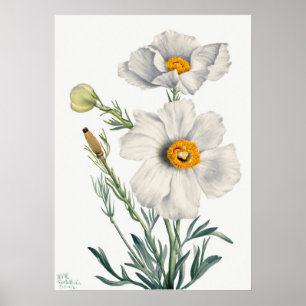 Vintage Flower Illustration Poster