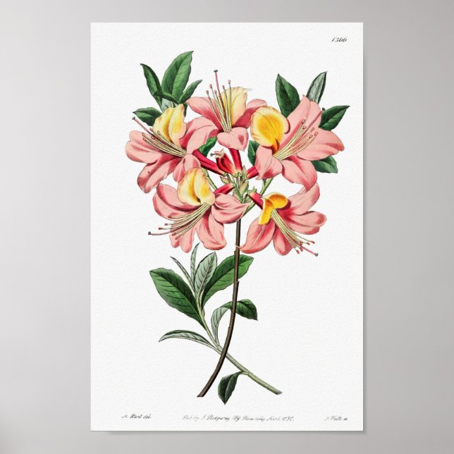 Vintage Flower Illustration Poster (Front)