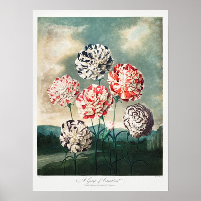 Vintage Flower Illustration Poster (Front)