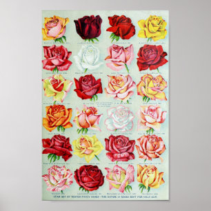 Vintage Flower Illustration Poster