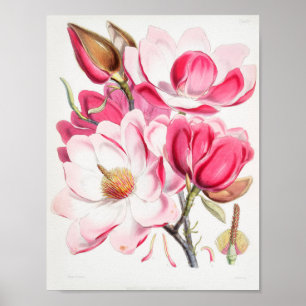Vintage Flower Illustration Poster