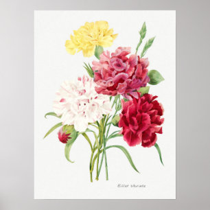 Vintage Flower Illustration Poster