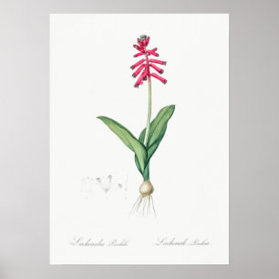 Vintage Flower Illustration Poster