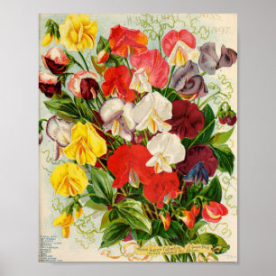 Vintage Flower Illustration Poster