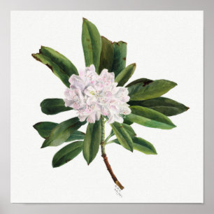 Vintage Flower Illustration Poster