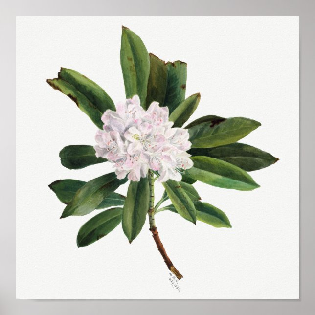 Vintage Flower Illustration Poster (Front)