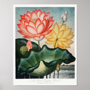 Vintage Flower Illustration Poster