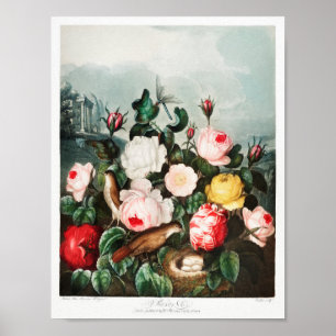 Vintage Flower Illustration Poster