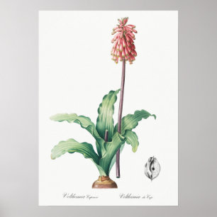Vintage Flower Illustration Poster