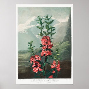 Vintage Flower Illustration Poster