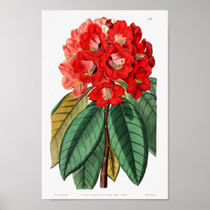 Vintage Flower Illustration Poster