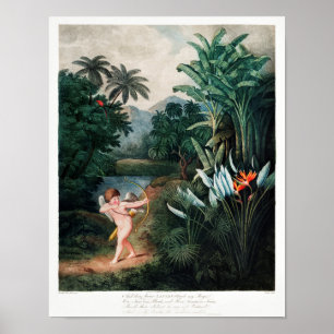 Vintage Flower Illustration Poster