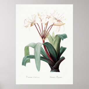 Vintage Flower Illustration Poster