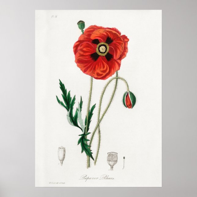 Vintage Flower Illustration Poster (Front)