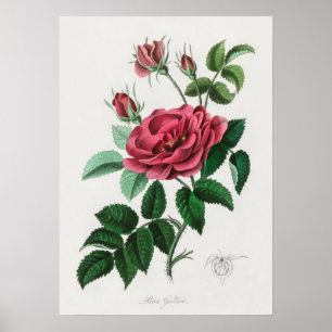 Vintage Flower Illustration Poster