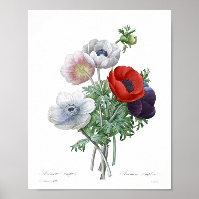 Vintage Flower Illustration Poster (Front)