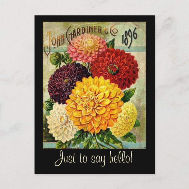 Vintage Flower Seed Packet -Postcard Postcard (Front)