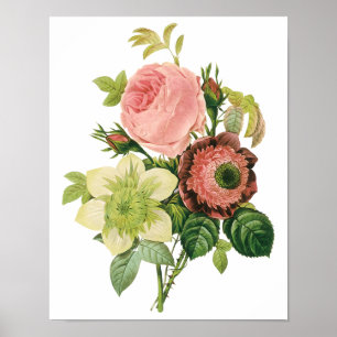 Vintage Flowers, Anemone Roses Clematis by Redoute Poster