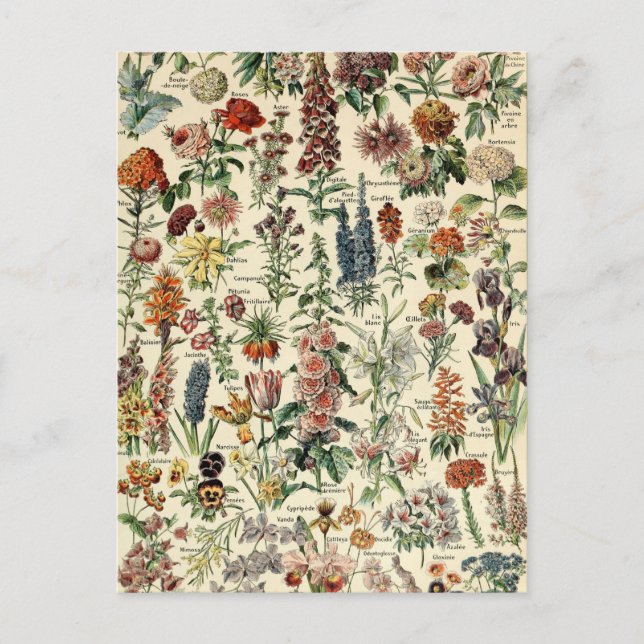 Vintage Flowers by Adolphe Millot Postcard (Front)