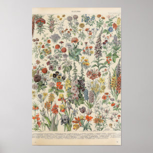 Vintage Flowers by Adolphe Millot Poster