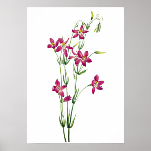 Vintage Flowers - Centaurium by Mary Vaux Walcott Poster