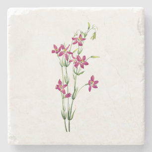 Vintage Flowers - Centaurium by Mary Vaux Walcott Stone Coaster