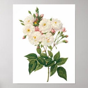 Vintage Flowers Floral Blush Noisette Rose Redoute Poster