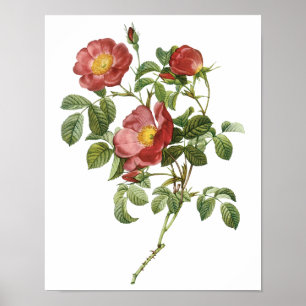 Vintage Flowers Floral Red Rose of Love by Redoute Poster