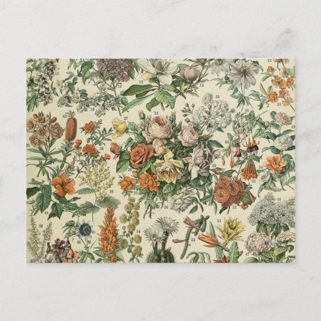Vintage Flowers Illustration Adolphe Millot Postcard (Front)