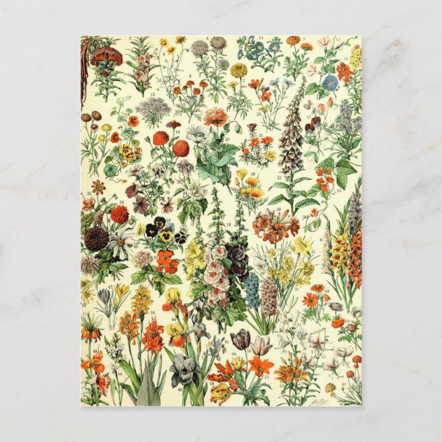 Vintage Flowers Old Illustration Art Postcard (Front)