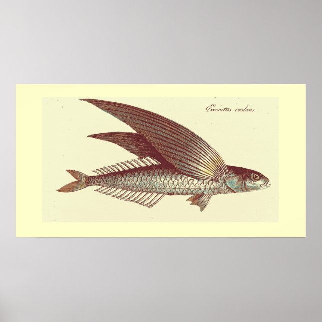 vintage flying fish print (Front)