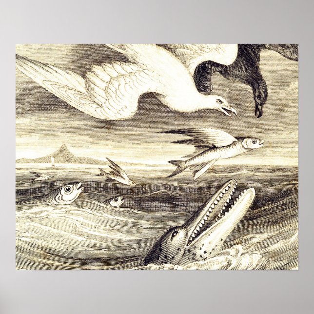 Vintage Flying Fish & Sea Bird Engraving - Custom Poster (Front)