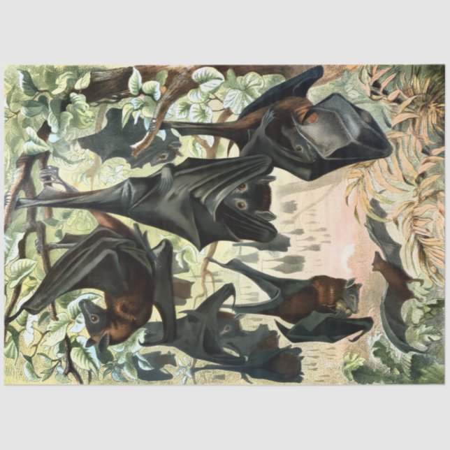 Vintage flying fox bat acadamia illustration  tissue paper (Front)