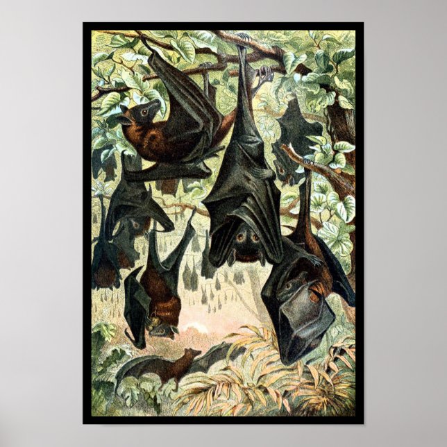 Vintage flying fox bat illustration poster (Front)