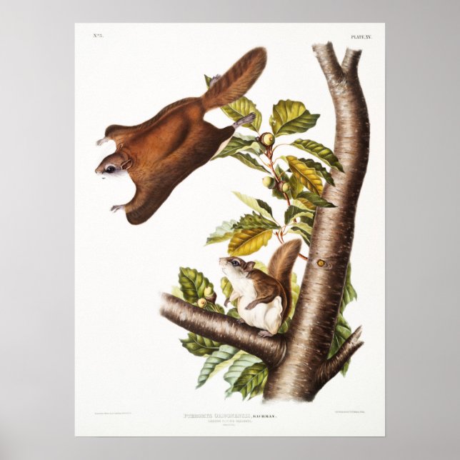 Vintage Flying Squirrel Illustration Poster (Front)